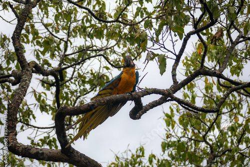 Wild tropical Brazilian Blue and Yellow Macaw. Blue and Yellow Macaw (Ara ararauna)