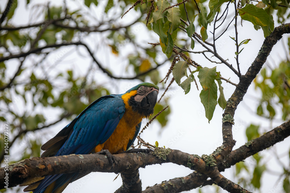 Obraz premium Wild tropical Brazilian Blue and Yellow Macaw. Blue and Yellow Macaw (Ara ararauna)