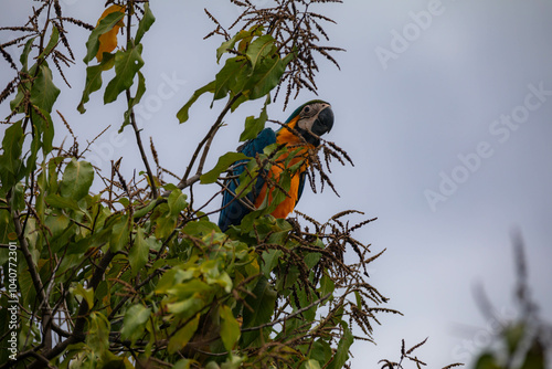 Wild tropical Brazilian Blue and Yellow Macaw. Blue and Yellow Macaw (Ara ararauna) photo