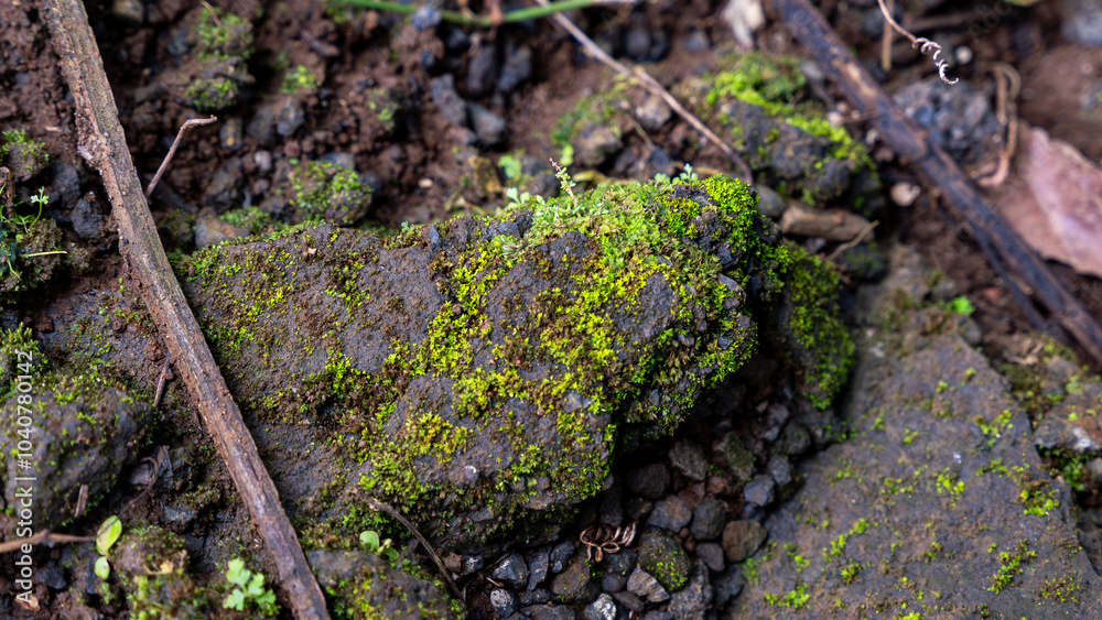Moss-covered rock on forest floor with natural textures. Moss-covered rock on forest floor with natural textures.