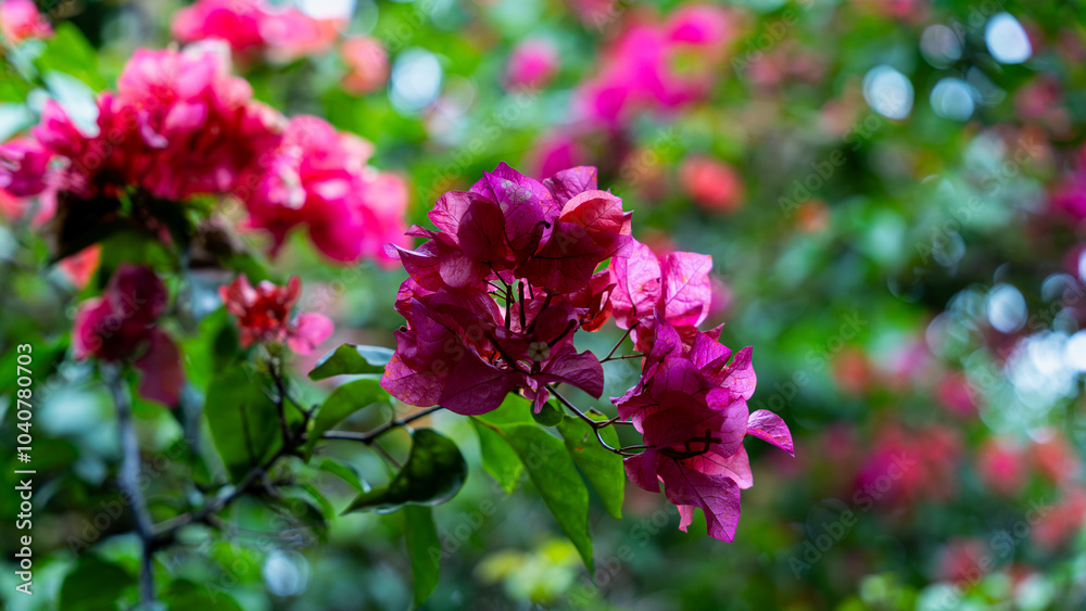 Vibrant pink bougainvillea flowers in full bloom. Vibrant pink bougainvillea flowers in full bloom.