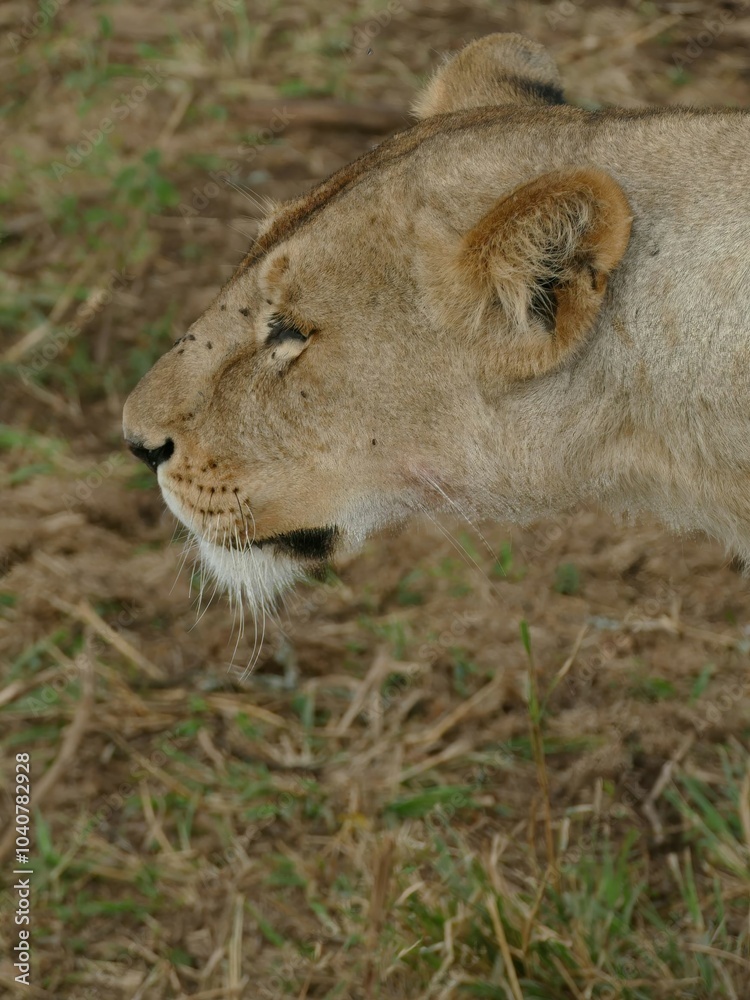 Lioness looking away with flies around her head Lioness looking away with flies around her head