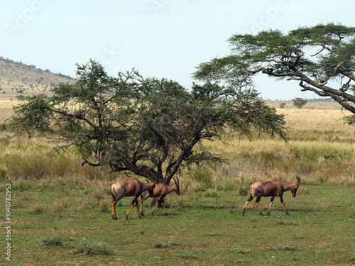 Herd of topi antelope walking in the maasai mara kenya