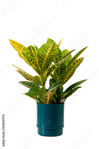 Vaso branco com muda de Croton Petra