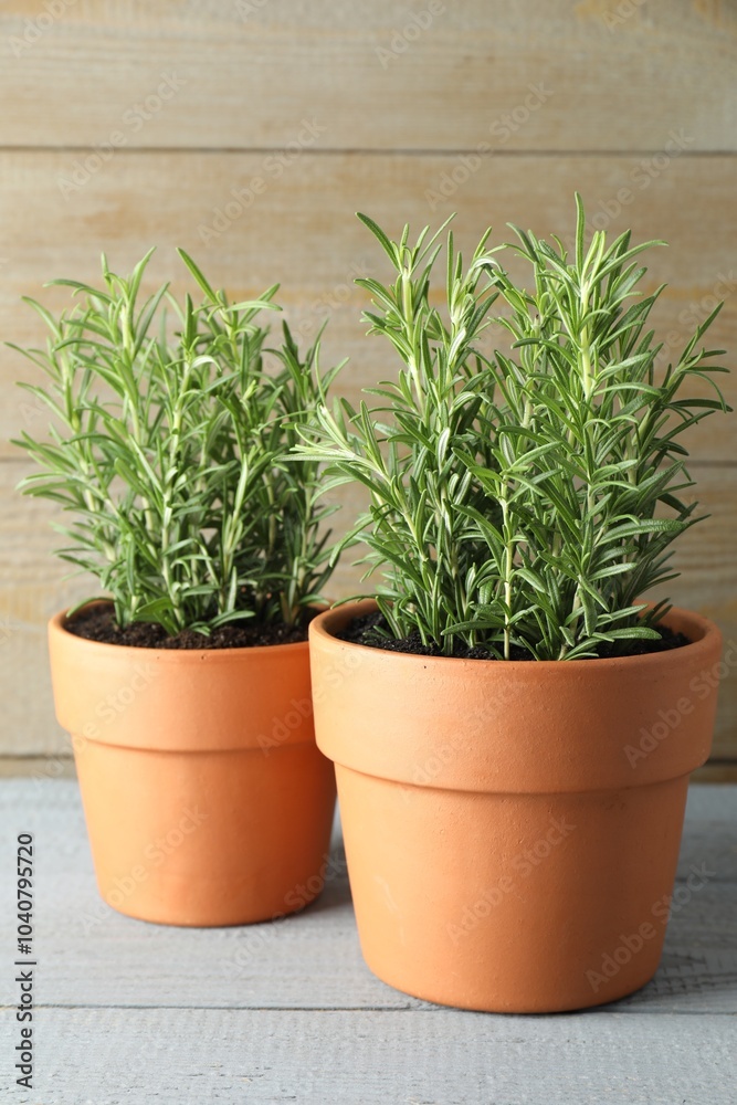 Rosemary plants growing in pots on grey wooden table. Aromatic herb Rosemary plants growing in pots on grey wooden table. Aromatic herb