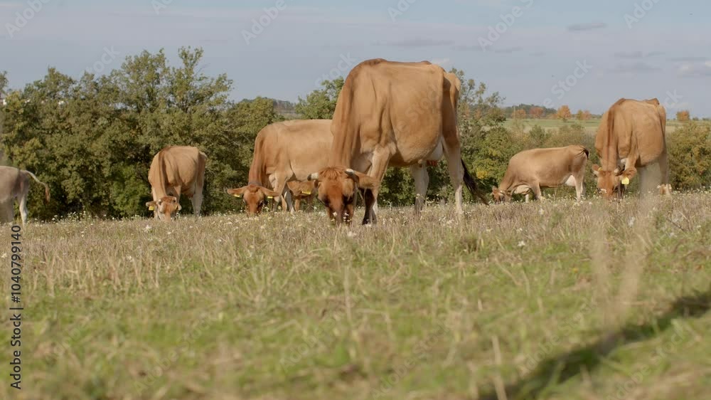 A group of cows peacefully grazing on a beautiful, lush green field with clear skies and sunlight shining down A group of cows peacefully grazing on a beautiful, lush green field with clear skies and sunlight shining down