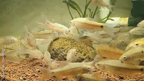 video of a group of river wader fish or Rasbora argyrotaenia