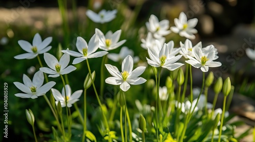 white Neomarica northiana flowers in the garden photo