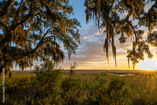 Foto Spanish moss in trees sunset