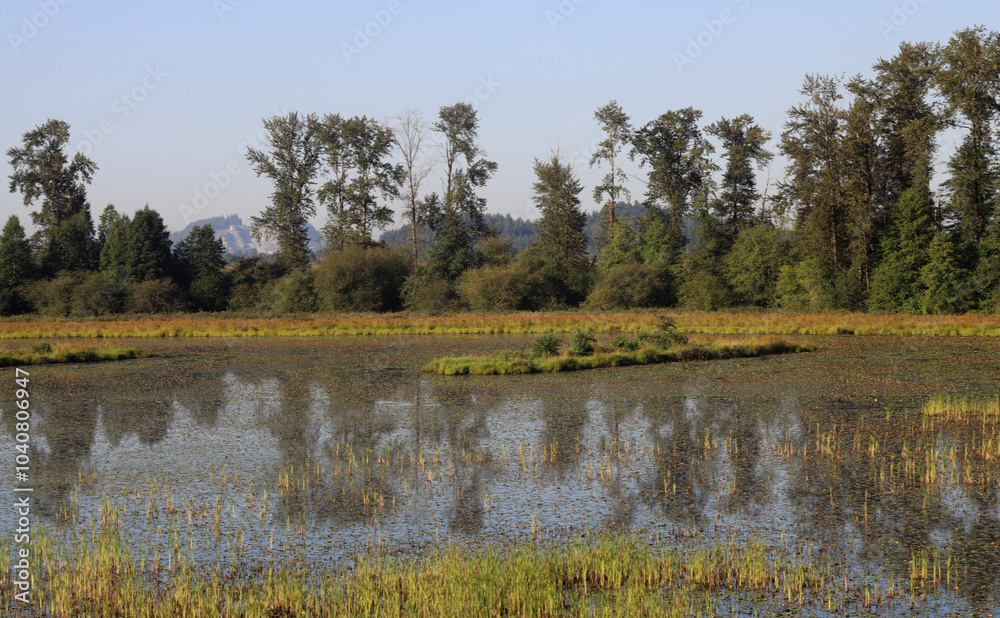 Overgrown lake in sunshine and autumn colors Overgrown lake in sunshine and autumn colors