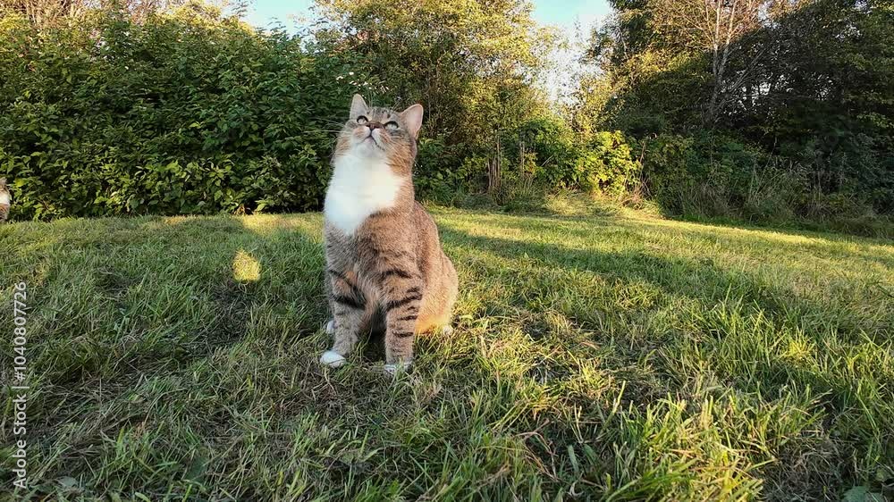 Eine kleine Katzen im Feld spielt mit einem Grashalm
