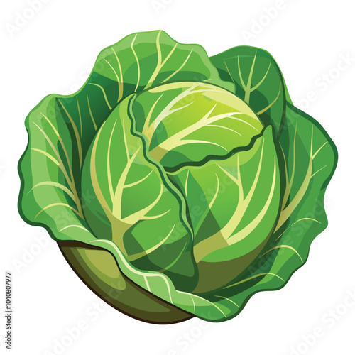 Cabbage fresh vegetable vector illustration isolated on a white background