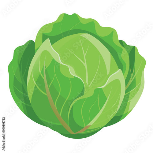 Cabbage fresh vegetable vector illustration isolated on a white background