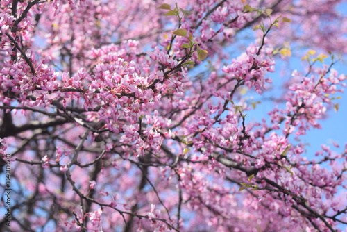 Canvastavla Eastern Redbud Tree Flowers Close Up Blue Sky