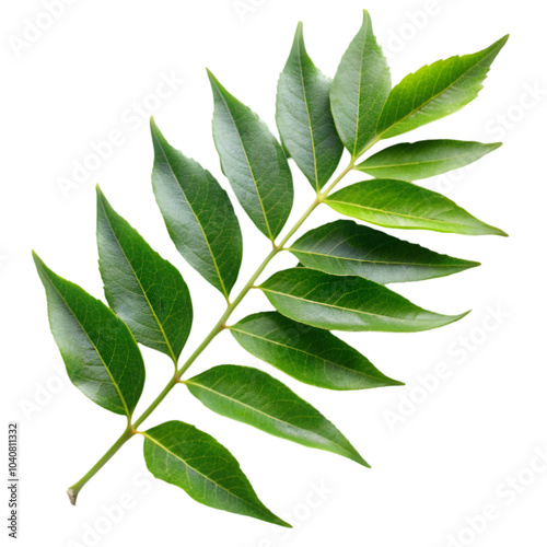 indian curry leaf isolated on transparent background