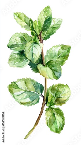 Watercolor painting of a sprig of fresh green mint leaves isolated on a white background.