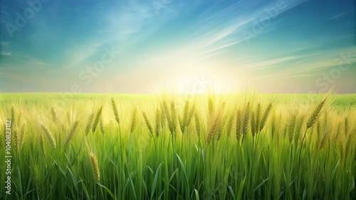 Green Grass and Golden Wheat Stalks Glowing in the Warm Sunlight of a Summer Day