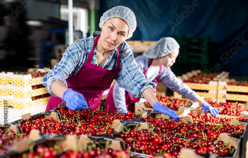 Asian woman working at the cheery farm warehouse photo