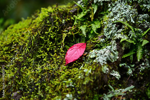 Photography Close-up photo of red leaves in autumn