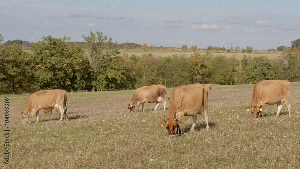 A tranquil and peaceful scene of numerous cows grazing contentedly in a lush green field under a bright clear sky A tranquil and peaceful scene of numerous cows grazing contentedly in a lush green field under a bright clear sky