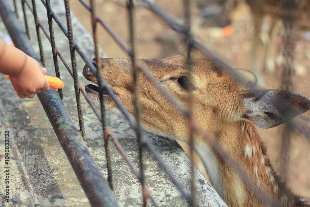 Female and male deer are in captivity Female and male deer are in captivity