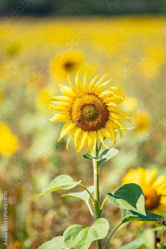 sunflower field with sky