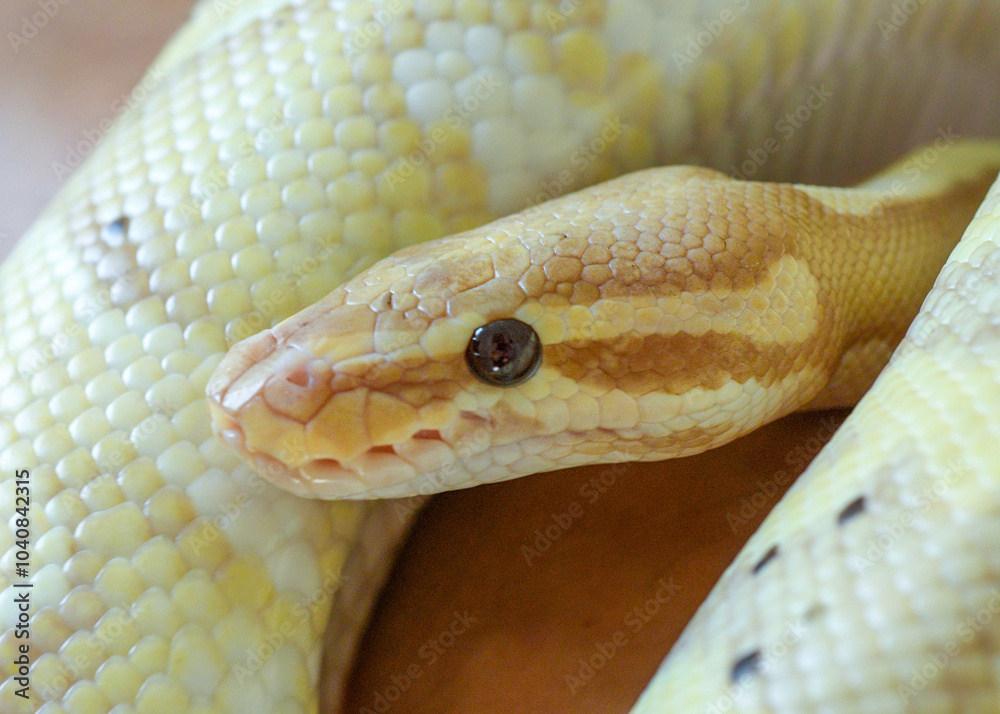 portrait of a yellow python snake close-up portrait of a yellow python snake close-up