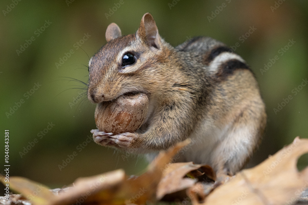 Eastern Chipmunk stuffs a big acorn in his cheeks. Eastern Chipmunk stuffs a big acorn in his cheeks.