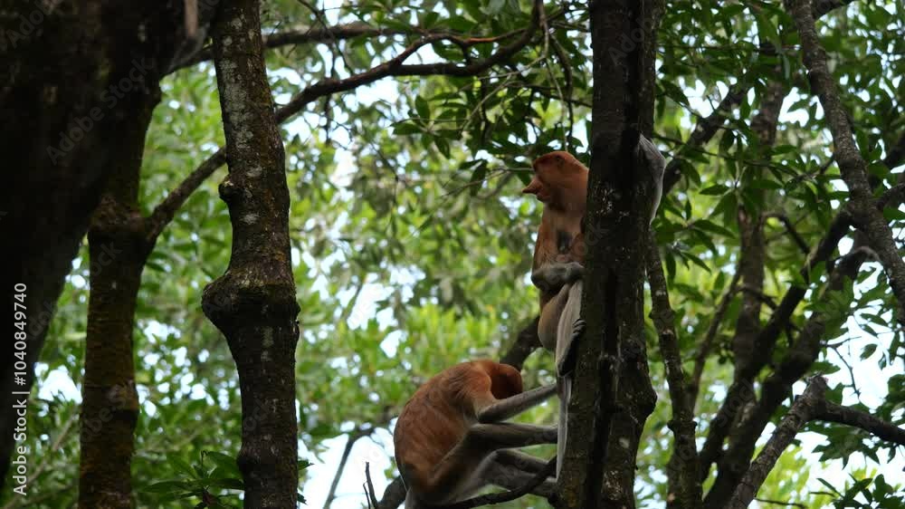 Long Nose monkey with baby. Proboscis monkey baby playing in mangrove tree. Female proboscis monkey (Nasalis larvatus) with her baby in a natural habitat in rainforest of Borneo Island Long Nose monkey with baby. Proboscis monkey baby playing in mangrove tree. Female proboscis monkey (Nasalis larvatus) with her baby in a natural habitat in rainforest of Borneo Island