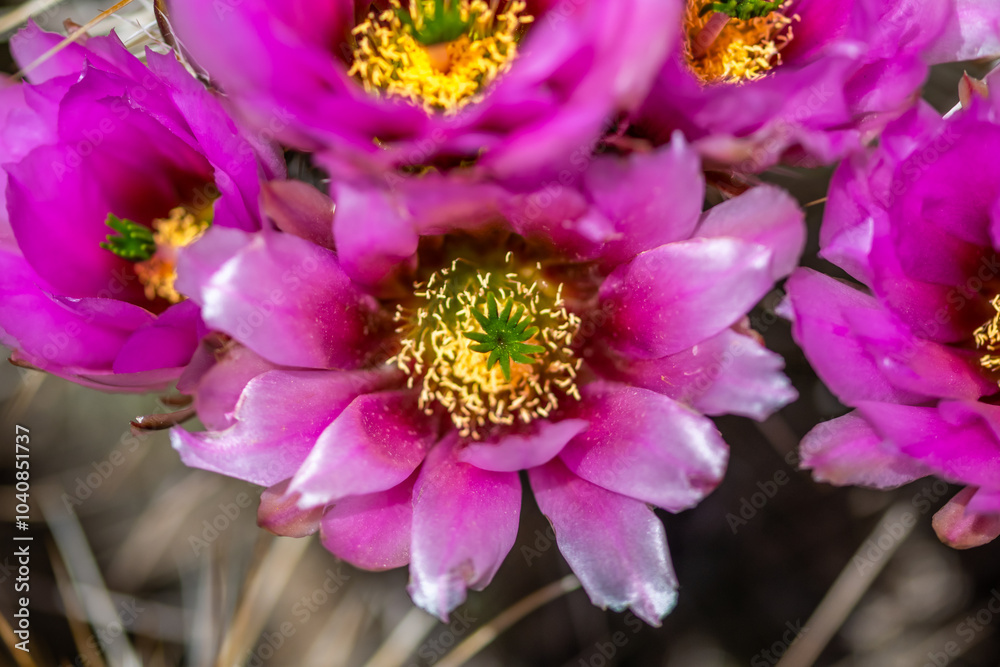 Obraz premium A flowering cactus in Organ Pipe Cactus NM, Arizona