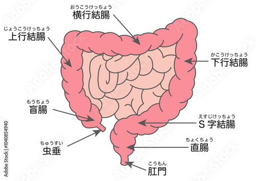 腸の構造