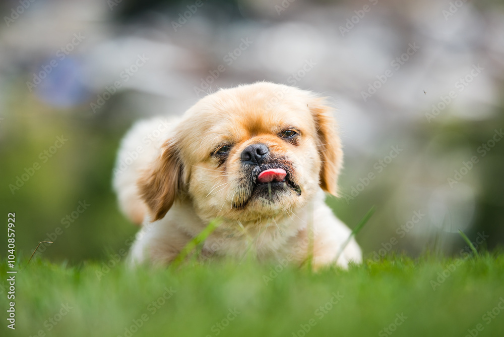 golden retriever puppy playing in the grass golden retriever puppy playing in the grass