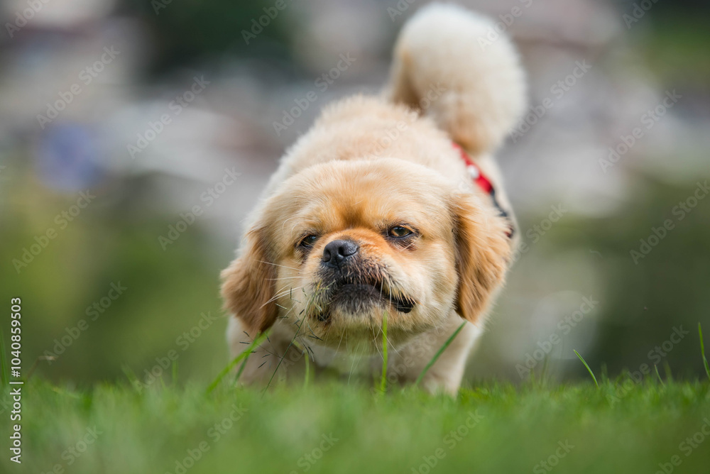 golden retriever puppy playing in the grass golden retriever puppy playing in the grass