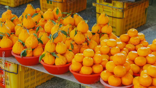 제주 성산읍 고성5일시장 한라봉과 귤