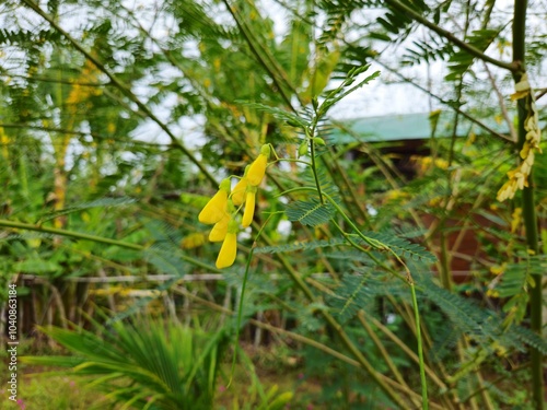 Egyptian riverhemp or Sesbania sesban in the garden at Mekong Delta Vietnam. photo