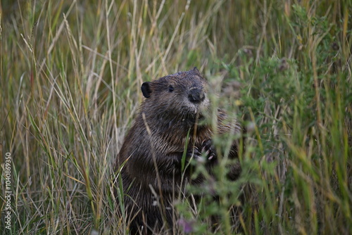 Beaver, Portrait photo