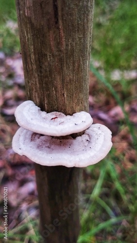 mushroom in the forest