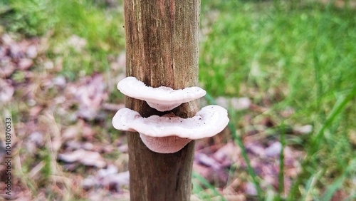 mushrooms in the forest