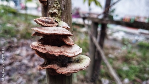group of mushrooms