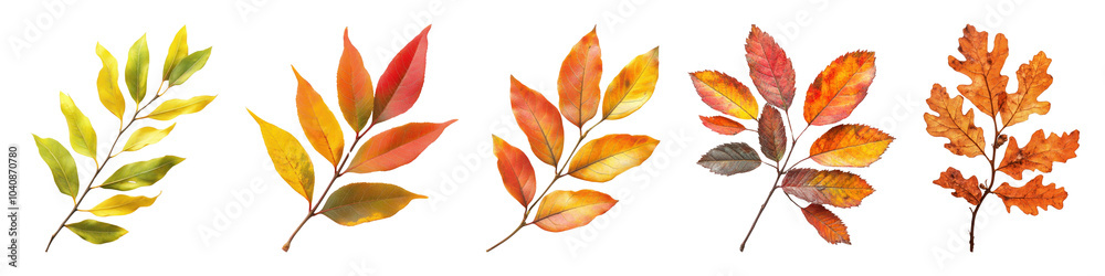 Fototapeta premium Autumn leaves png cut out element set