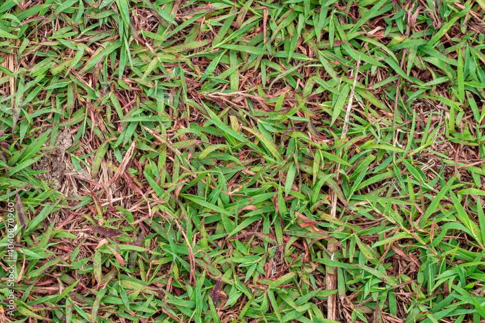 Green grass texture. Field of green grass, a lawn in spring. Background of color grass. Closeup of a freshly mowed lawn, park. Sports turf surface Green grass texture. Field of green grass, a lawn in spring. Background of color grass. Closeup of a freshly mowed lawn, park. Sports turf surface
