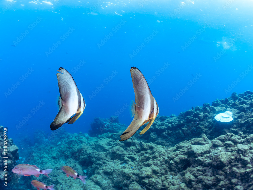 Fototapeta premium 美しく不思議なツバメウオ（ツバメウオ属）のペア他。 英名、学名：Longfin Batfish, Platax teira 静岡県伊豆半島賀茂郡南伊豆町中木ヒリゾ浜2024年 