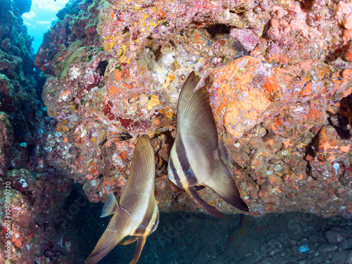 美しく不思議なツバメウオ（ツバメウオ属）のペア他。
英名、学名：Longfin Batfish, Platax teira
静岡県伊豆半島賀茂郡南伊豆町中木ヒリゾ浜2024年
 photo