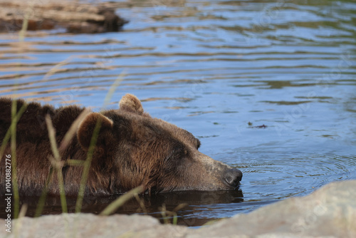 Sleepy Bear Portrait photo