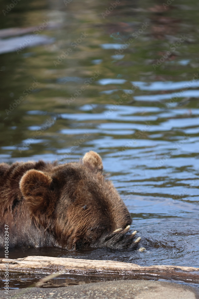 Obraz premium Sleepy Bear Portrait
