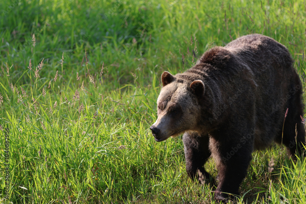 Fototapeta premium Sleepy Bear Portrait