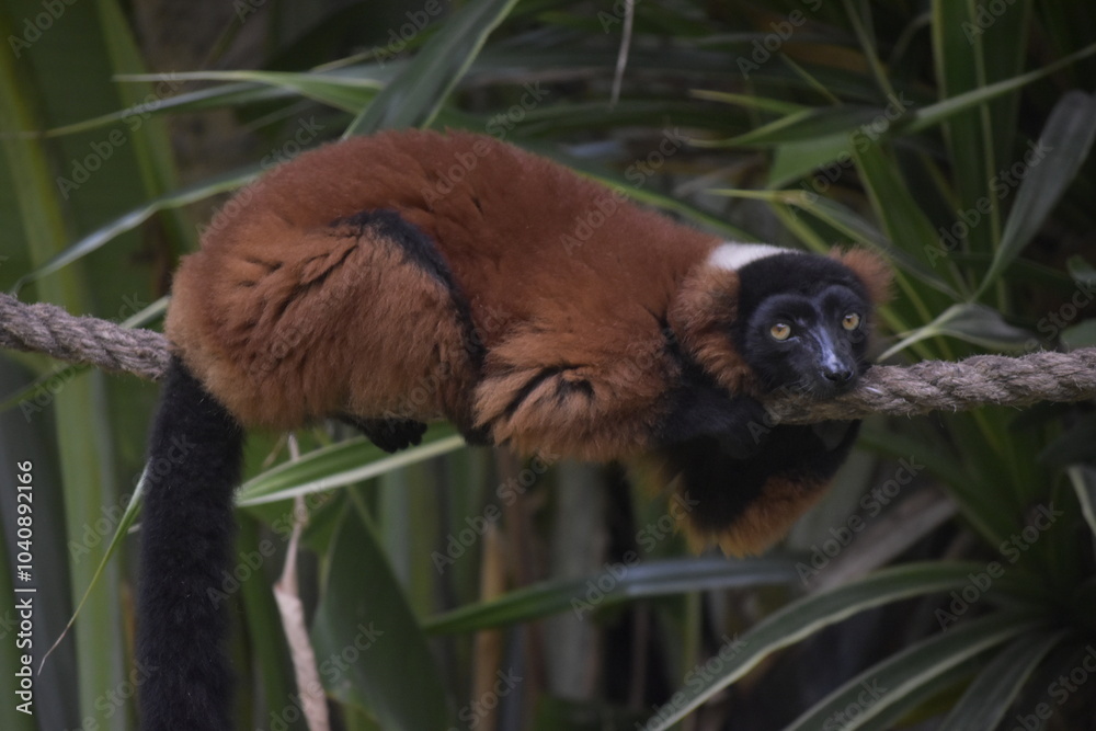 Obraz premium Close up portrait of cute red-ruffed lemur sitting on tree. The Red Ruffed Lemur is one of the most striking and recognizable lemur species, native to the northeastern rainforests of Madagascar.