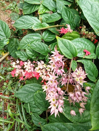 Beautiful flowers on the beach, Bagflower (Clerodendrum thomsoniae Balf. f.)  photo