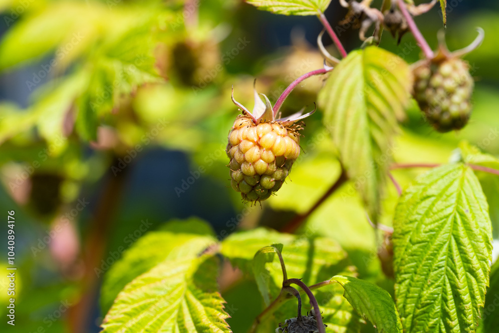 an unripe raspberry (Rubus idaeus) an unripe raspberry (Rubus idaeus)