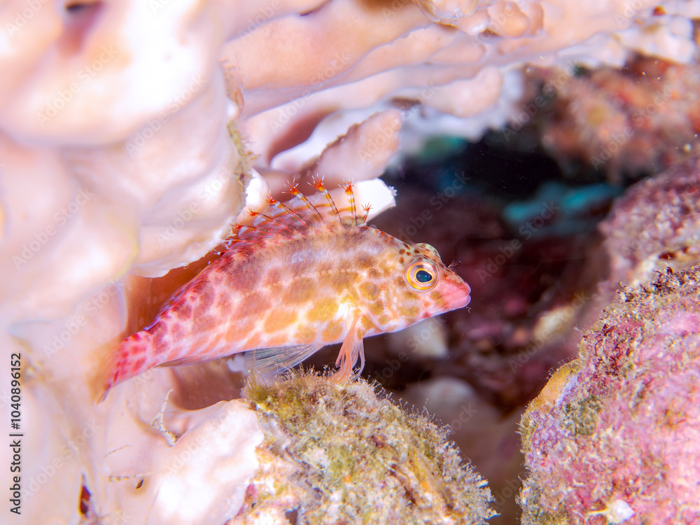 美しいテーブルサンゴと可愛いヒメゴンベ（ゴンベ科）の幼魚他。高海水温が続いているのでサンゴの白化現象が起きている。

英名、学名：Coral hawkfish (Cirrhitichthys oxycephalus)
静岡県伊豆半島賀茂郡南伊豆町中木ヒリゾ浜-2024年
